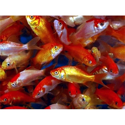 4 inch Feeder Goldfish (65 pack)
