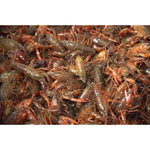 2-3 inch Live Crayfish (100 pack)