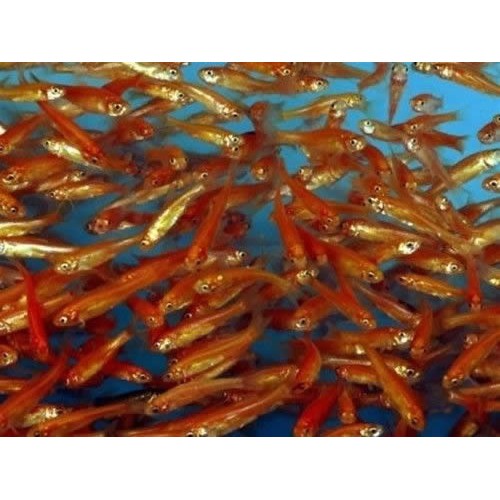 Live 2-3 inch Rosy Red Minnows (250 pack)