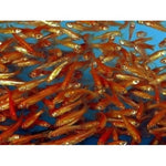 Live 1-2 inch Rosy Red Minnows (1000 pack)